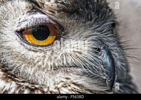 Bengalenuhu, Indischer Uhu, bubo bangalensis, eagle owl, indian eagle ...