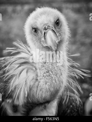 Gaensegeier, gyps fulvus, Gänsegeier, griffon vulture, eurasian griffon Stock Photo