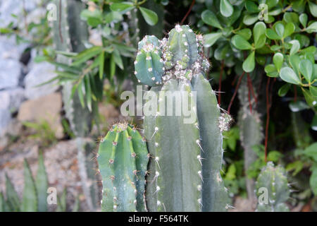 Different cactus and other plants in a botanical garden in Rio de Janeiro, Brazil. Stock Photo