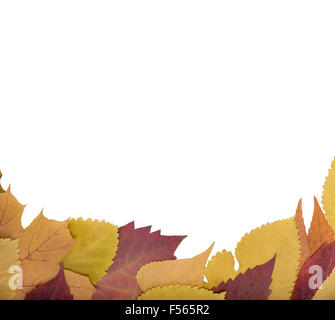 Sheet of paper on a autumn leaves. Stock Photo