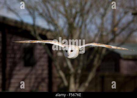 Barn Owl; Tyto alba Single in Flight; Cornwall; UK Barn Owl; Tyto alba Single in Flight; Cornwall; UK