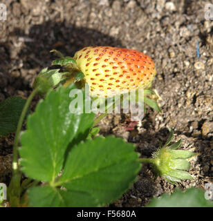 Strawberry seedlings grown in a pot on the terrace Stock Photo - Alamy
