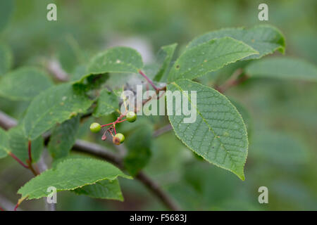 Bird Cherry Tree; Prunus padus; Berries; Summer; UK Stock Photo