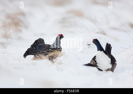 Black Grouse; Tetrao tetrix Two Males; Lekking in Snow; Scotland; UK Stock Photo
