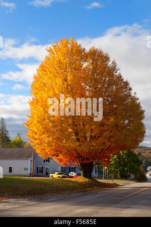 Single Sugar Maple  tree ( Acer Saccharum ) in autumn fall foliage, New Hampshire, New England USA Stock Photo