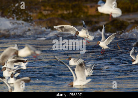 Black Headed Gull; Larus ridibundus Flock Feeding; Anglesey; UK Stock Photo