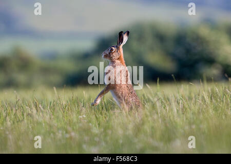 Brown Hare; Lepus capensis Single Standing in Meadow; Isle of Man; UK Stock Photo