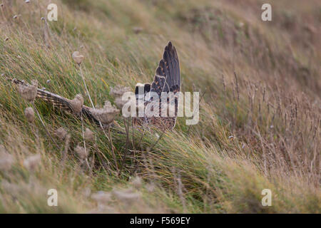 Kestrel; Falco tinnunculus Single Female Hunting Stock Photo