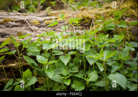 Holey nettle foliage, Urtica dioica herbaceous perennial plants grow in Poland, Europe, stinging nettle green leaves ... Stock Photo