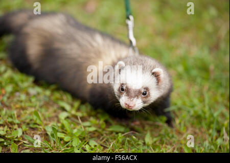 Polecat ferret hybrid portrait, domesticated animal in lead standing on the grass, horizontal orientation, nobody... Stock Photo