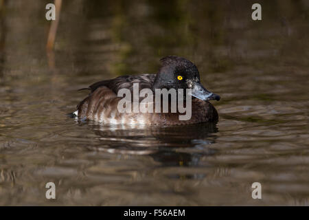 Tufted Duck; Aythya fuligula Single Female; Cornwall; UK Stock Photo