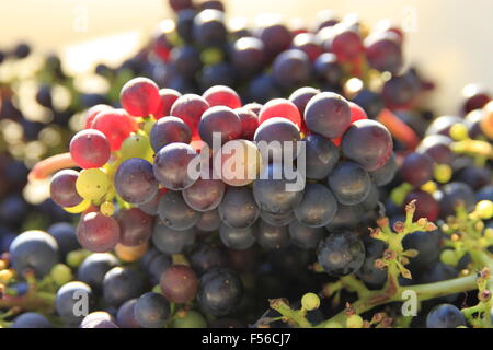 English wine, red grapes for wine making being harvested from vine in Beverley, East Yorkshire, England shown in translucent bre Stock Photo
