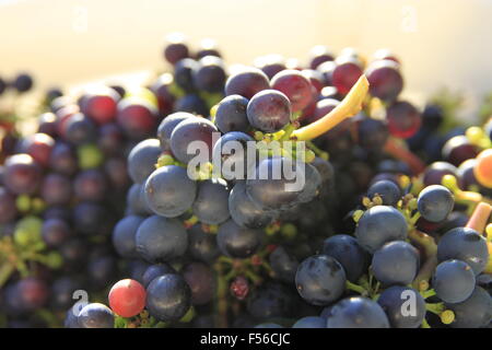 English wine, red grapes for wine making being harvested from vine in Beverley, East Yorkshire, England shown in translucent br Stock Photo