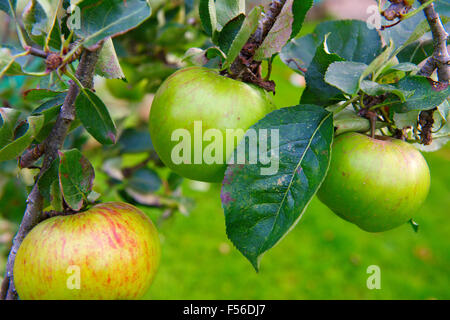 Ripe cooking apples growing on old apple tree in domestic garden Stock Photo