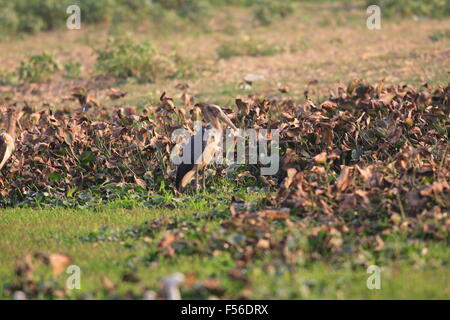 Lesser Adjutant stork( Leptoptilos javanicus) in India Stock Photo