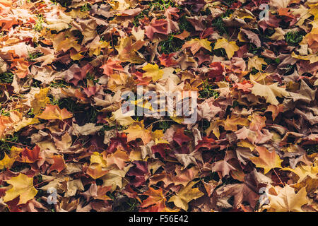 Fallen maple leafs on the ground in Canada during the Fall season. Stock Photo