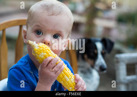 Wheat Ridge, Colorado - Adam Hjermstad Jr., 15 months old, learns to eat corn on the cob. Stock Photo