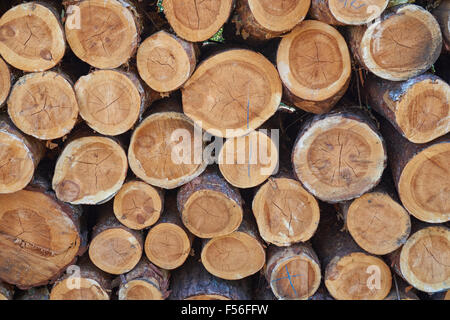 Pine logs stacked in the forest Stock Photo