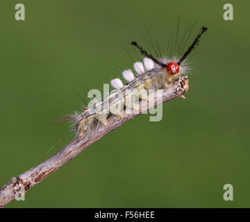 My first in photographing this White-marked Tussock Moth caterpillar in my backyard in Virginia. Stock Photo