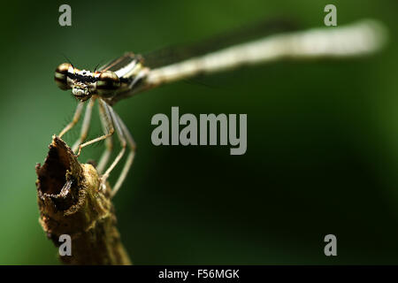Damselflies are insects of suborder Zygoptera in the order Odonata. They are similar to dragonflies. Stock Photo