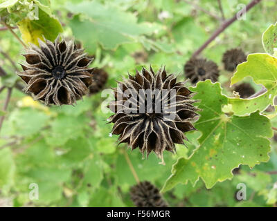 A field of flax plants features green stems and scattered blue flowers ...
