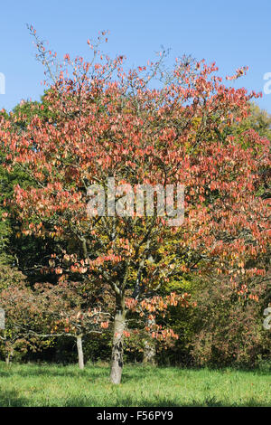 Prunus x Juddii tree in Autumn. Judd's cherry tree. Stock Photo