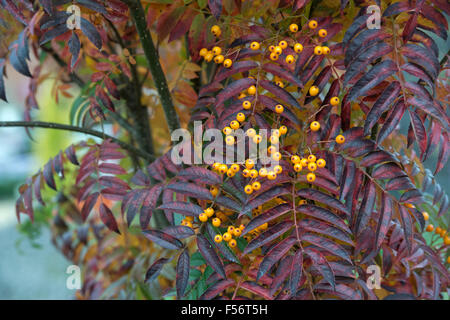 Sorbus aucuparia 'Autumn Spire’. Rowan / Mountain Ash in autumn with yellow berries Stock Photo