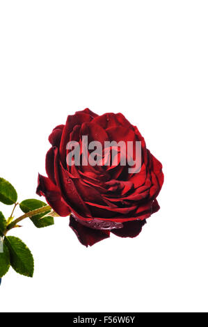 Rosa Dublin Bay, climbing red rose. Stock Photo