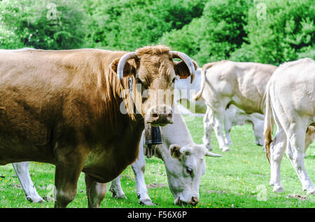 Farm caws on the meadow in Spain, Navarra. Stock Photo