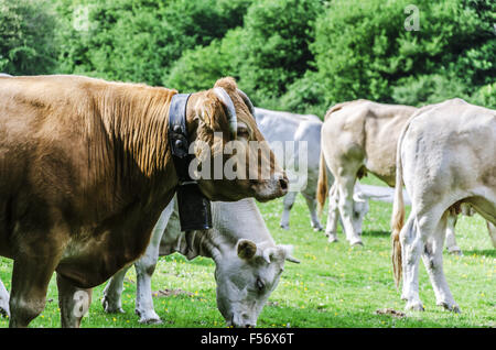 Farm caws on the meadow in Spain, Navarra. Stock Photo