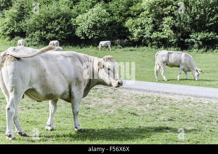 Farm caws on the meadow in Spain, Navarra. Stock Photo