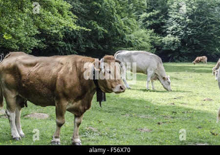 Farm caws on the meadow in Spain, Navarra. Stock Photo