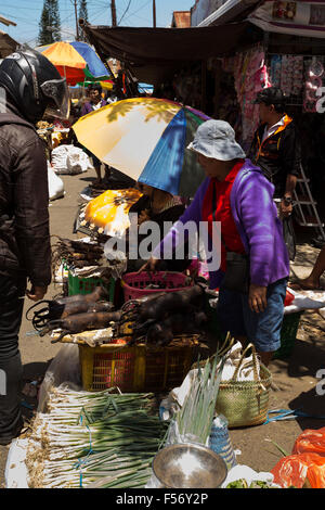 SULAWESI, INDONESIA - AUGUST 8, 2015:, Local Speciality, roasted stray dog on traditional Marketplace Sulawesi,August 8. 2015 Su Stock Photo