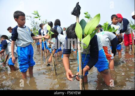 Jakarta, Indonesia. 29th Oct, 2015. School children plant mangrove trees (Rhizophora) in Gulf Coast of Jakarta, Indonesia, Oct. 29, 2015. Credit:  Zulkarnain/Xinhua/Alamy Live News Stock Photo