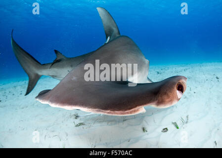 Great Hammerhead Shark,  Sphyrna mokarran, Bimini, Bahamas, Caribbean Sea, Atlantic Ocean Stock Photo