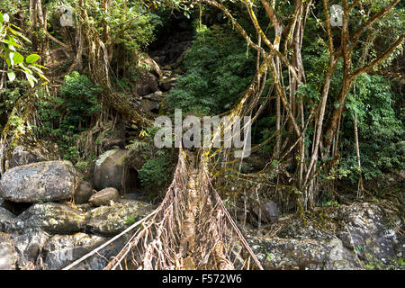 living bridge is made out of the indian rubber tree roots to cross rivers and creeks Stock Photo