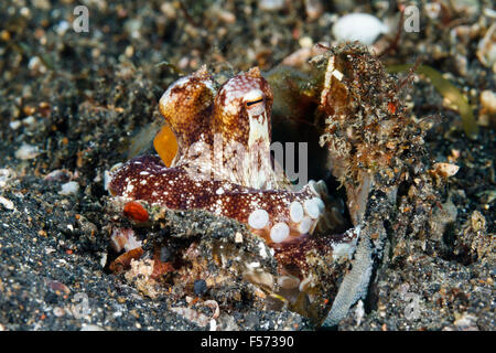 Coconut octopus (Amphioctopus marginatus) hiding inside a coconut shell, Lembeh Strait, Indonesia Stock Photo
