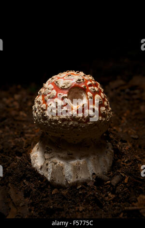 Amanita muscaria mushroom Stock Photo