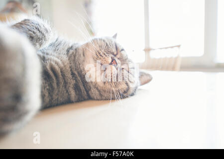 British shorthair cat lying on kitchen table sleeping. Stock Photo