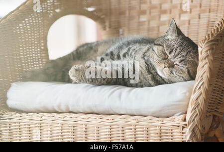 British shorthair cat lying in wicker chair sleeping. Stock Photo