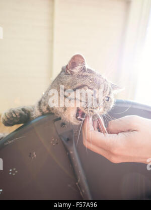 British shorthair cat lying on table biting on human hand. Playful pet on adventure and full of mischief. Stock Photo