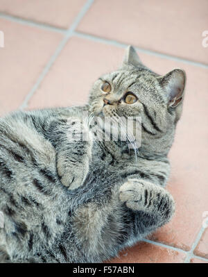British shorthair cat lying down on its back looking up. Stock Photo