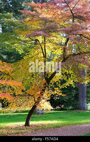 Nyssa sylvatica. Black gum tree in autumn. UK Stock Photo