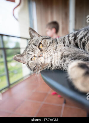 Cat on table with child in background. British shorthair cat lying on balcony table. Stock Photo