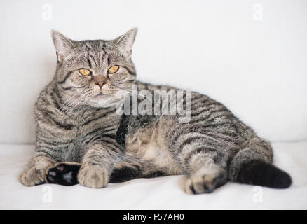 Grumpy British shorthair cat lying down on white sofa Stock Photo