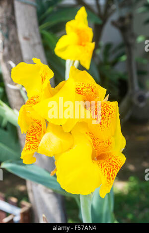 Canna flower in the garden photography Stock Photo