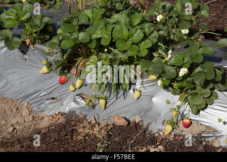 Strawberry farm in the western Cape region of South Africa Stock Photo ...