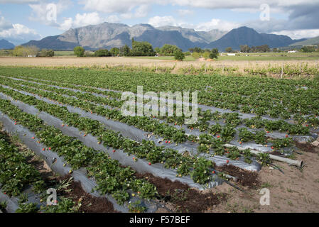 Strawberry farm in the western Cape region of South Africa Stock Photo ...