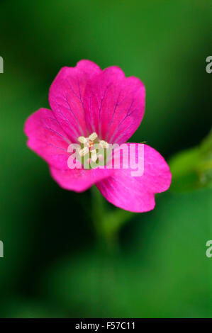 Geranium endressii 'Beholder's Eye' (Cranesbill)  Close-up of pink flower opening in June Somerset UK Stock Photo