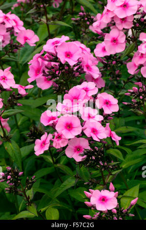 Phlox paniculata 'Glamis' Pink flowers in July Oxfordshire UK Stock Photo